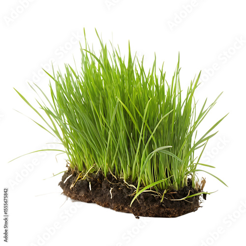 A thick clump or tussock of green grass growing in a bunch isolated on a transparent background png