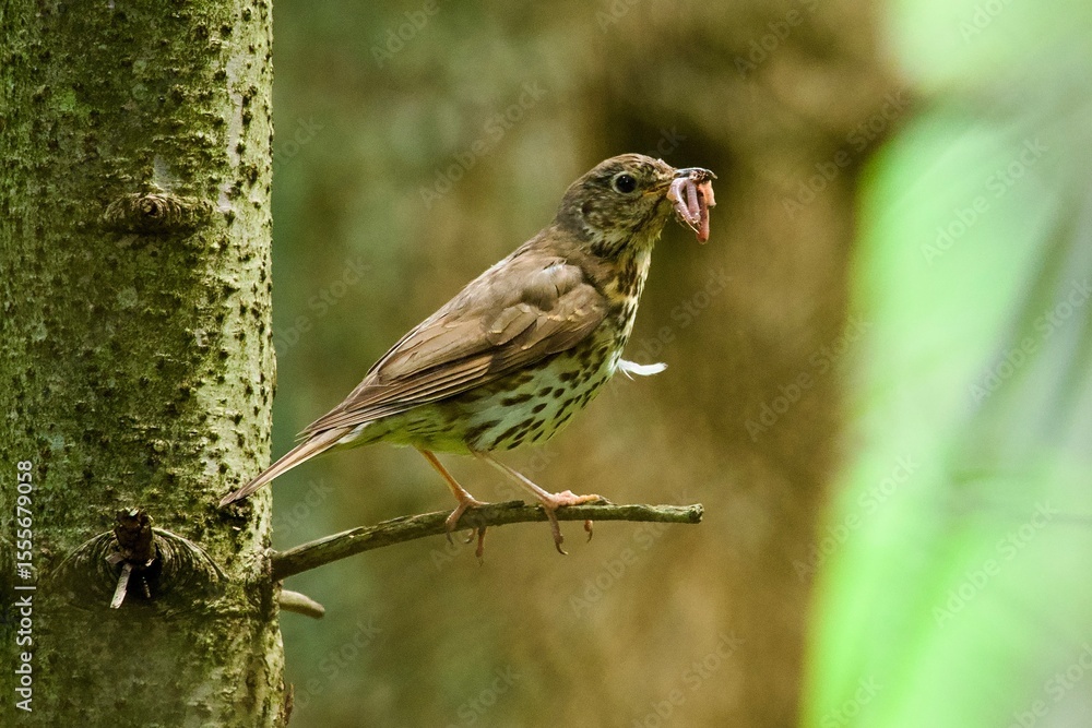 Fototapeta premium sparrow on a branch
