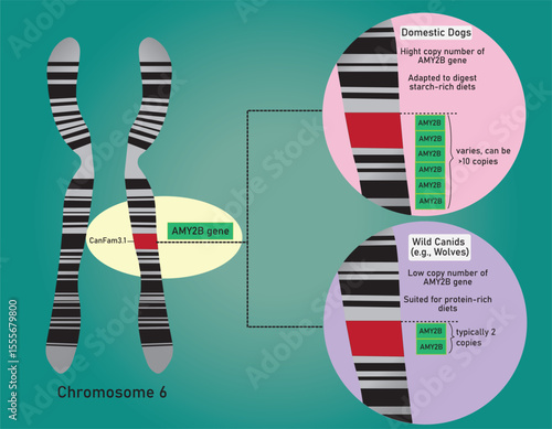 Infographic information of the difference between domestic dogs and wild canids (like wolves) regarding the AMY2B gene is the copy number variation (CNV) located on chromosome 6.