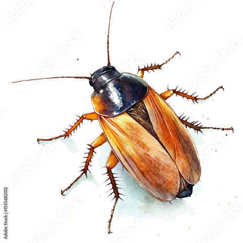 Cockroach Close Up, watercolor painting vector, isolated on a white background.