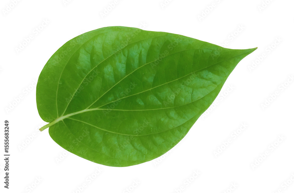 Obraz premium green betel leaf isolated on transparent background,png