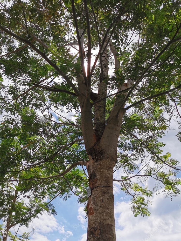 Fototapeta premium Photo Of A Shady Tree In A Sunny Day From A Low Angle