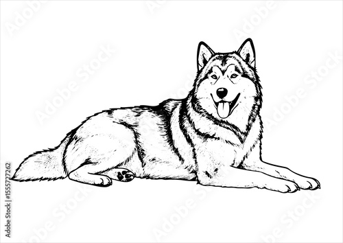 Alaskan Malamute dog pet portrait engraving intricate retro hand drawn style line art black and white vector illustration