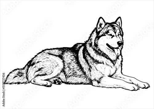 Alaskan Malamute dog pet portrait engraving intricate retro hand drawn style line art black and white vector illustration