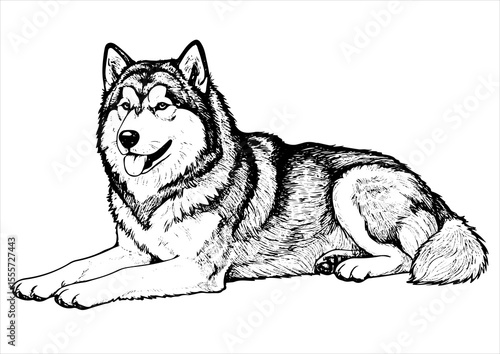 Alaskan Malamute dog pet portrait engraving intricate retro hand drawn style line art black and white vector illustration