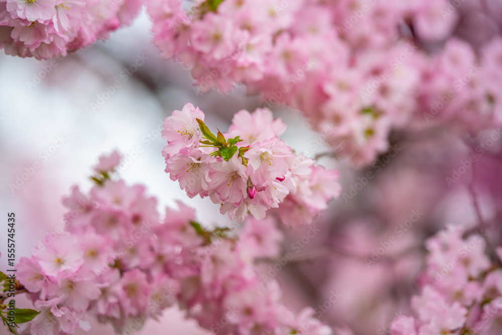 Naklejka premium Close-up of beautiful pink cherry blossoms in full bloom, captured in Tallinn, Estonia in April. Soft focus background enhances the romantic and serene springtime atmosphere. Ideal for seasonal themes