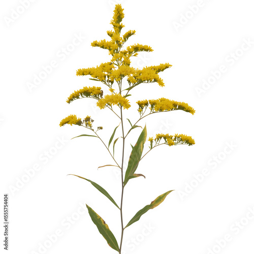 Set of Solidago canadensis (Canada goldenrod) autumn golden stems isolated png on a transparent background perfectly cutout