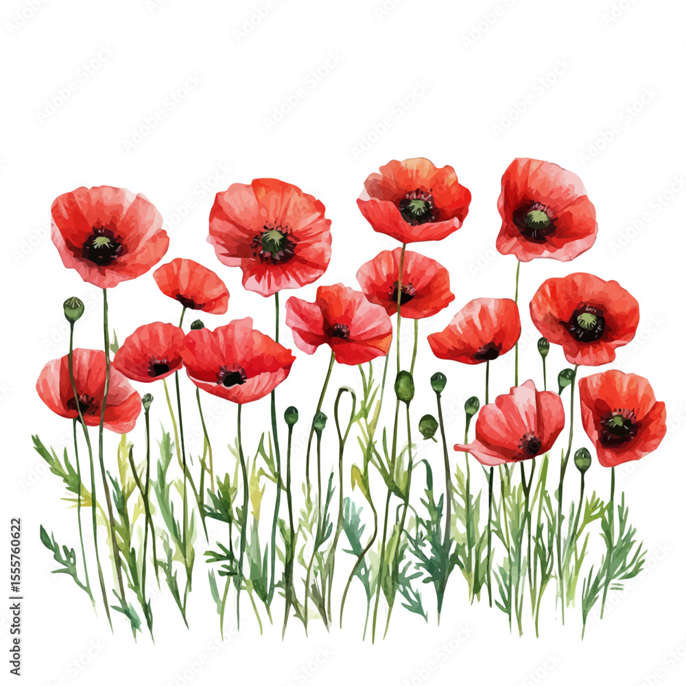 Fototapeta premium Blooming Poppies Wide Field, watercolor drawing vector, isolated on a white background.