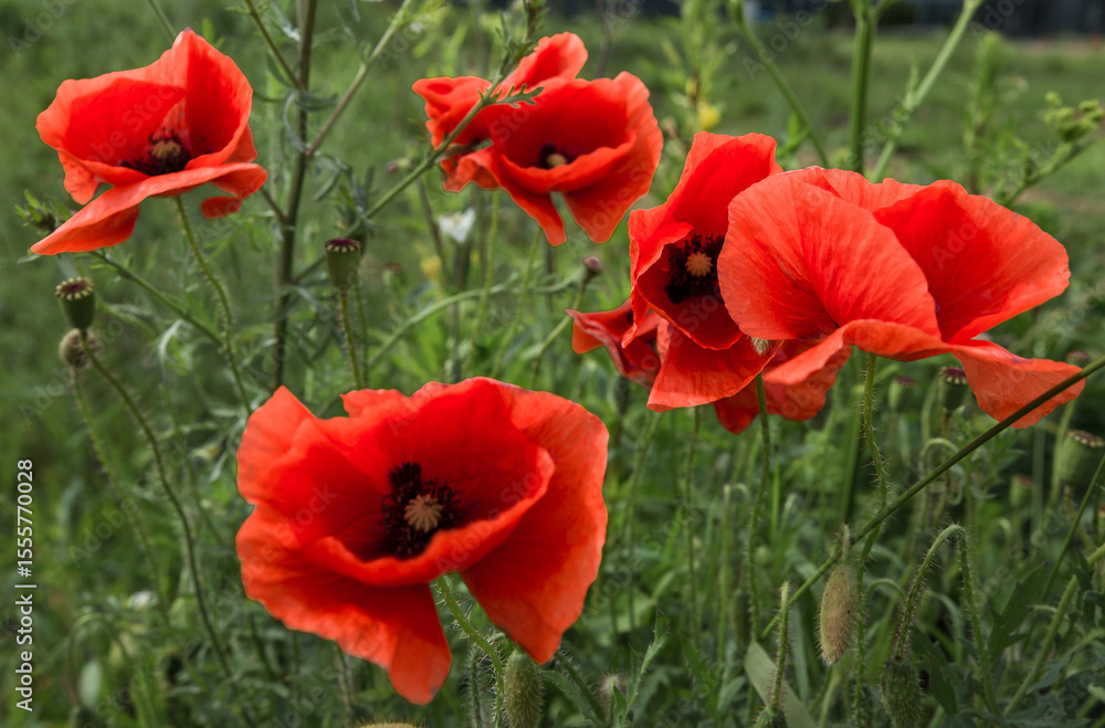 Fototapeta premium Several bright red flowers of the poppy. Their petals are delicate, slightly wrinkled, which gives them a light, airy look. In the center of one of the poppies, a black stamen head is visible.