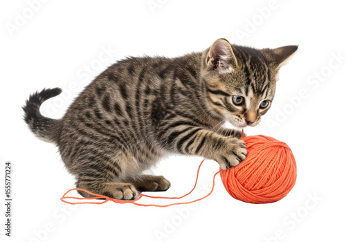 Isolated Kitten Playing with Orange Ball of Yarn