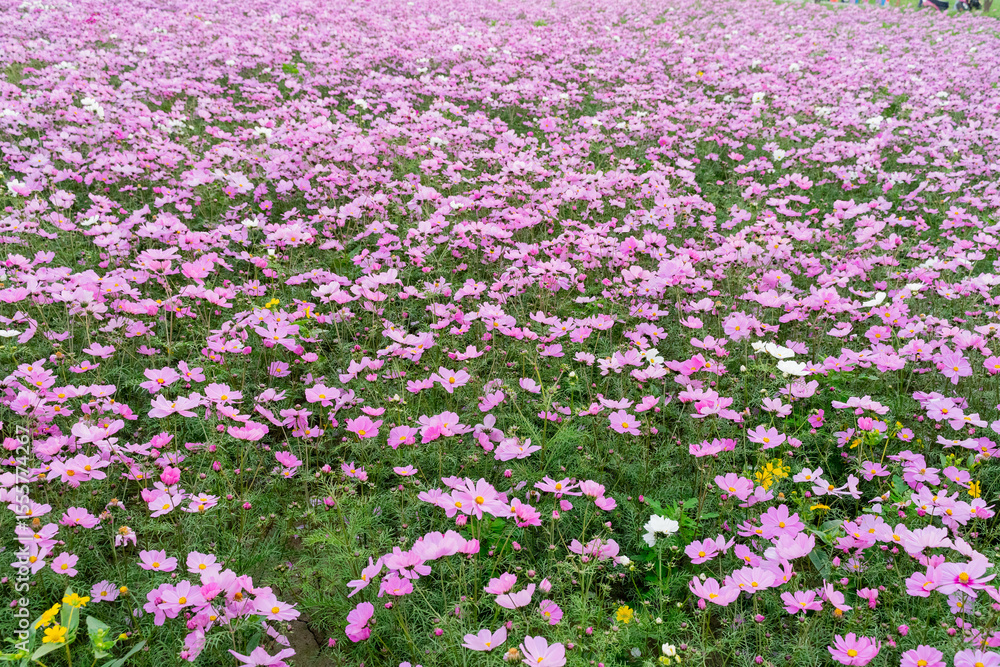 Naklejka premium A breathtaking view of a vast cosmos flower field in full bloom, with pink, white, and magenta petals dancing under the sunlight. The vibrant meadow stretches into the horizon, creating a dreamy