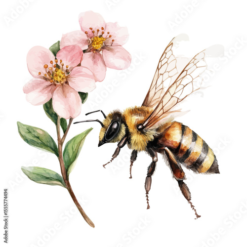 Bee Hovering Spring Garden, watercolor illustration vector, isolated on a white background.