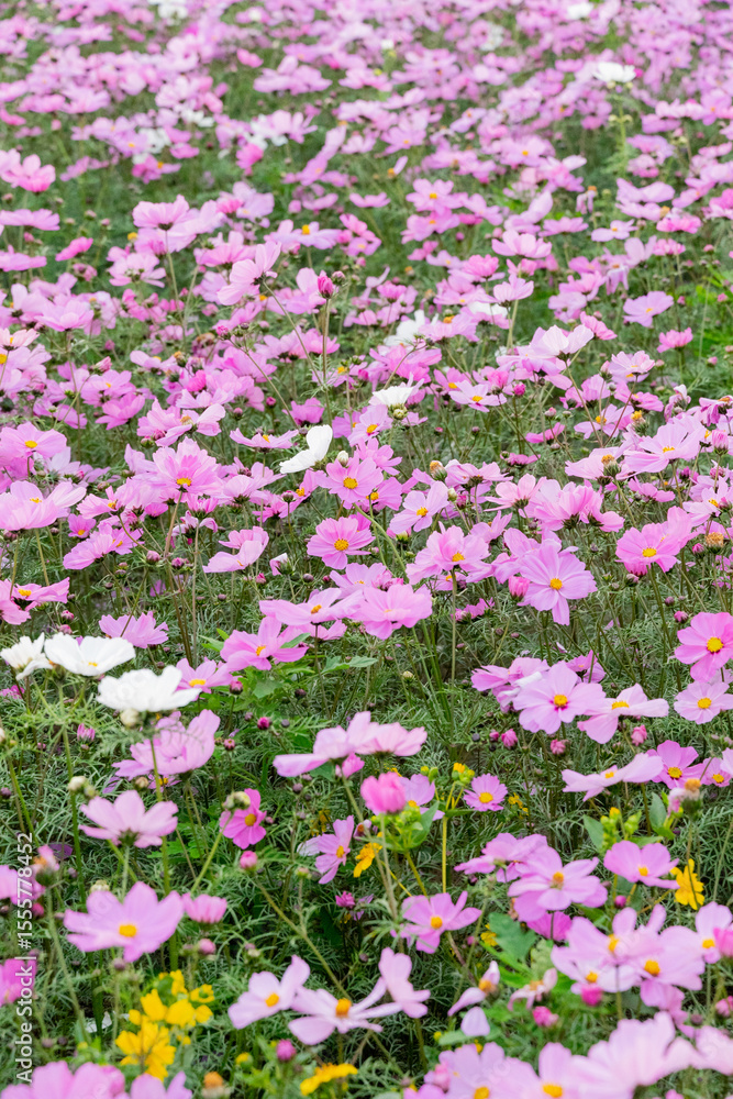 Naklejka premium A breathtaking view of a vast cosmos flower field in full bloom, with pink, white, and magenta petals dancing under the sunlight. The vibrant meadow stretches into the horizon, creating a dreamy