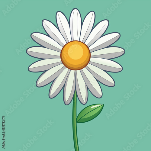 camomile on a white background