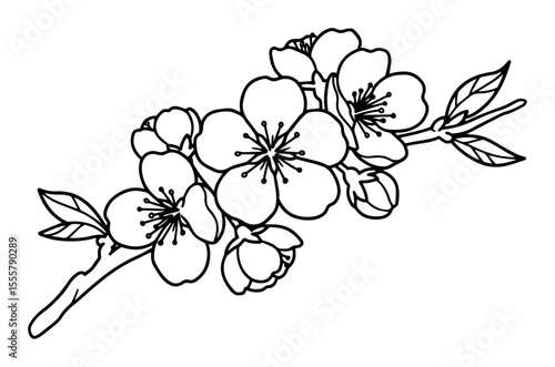 cherry blossom branch vector illustration
