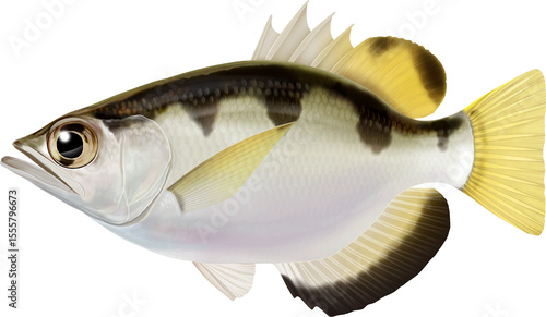 Brackish water fish Archerfish