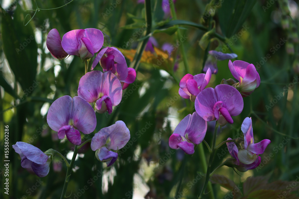 Fototapeta premium Pink sweet pea flowers in the garden on summer. Lathyrus odoratus
