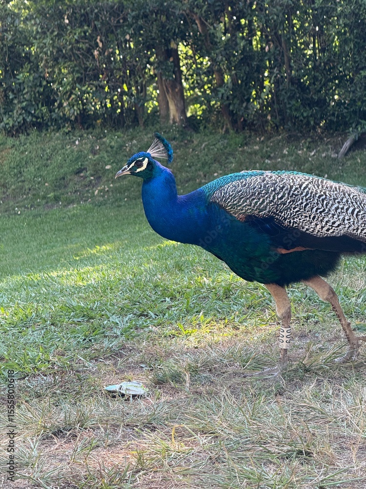 Fototapeta premium Male Indian peafowl (Pavo cristatus)
