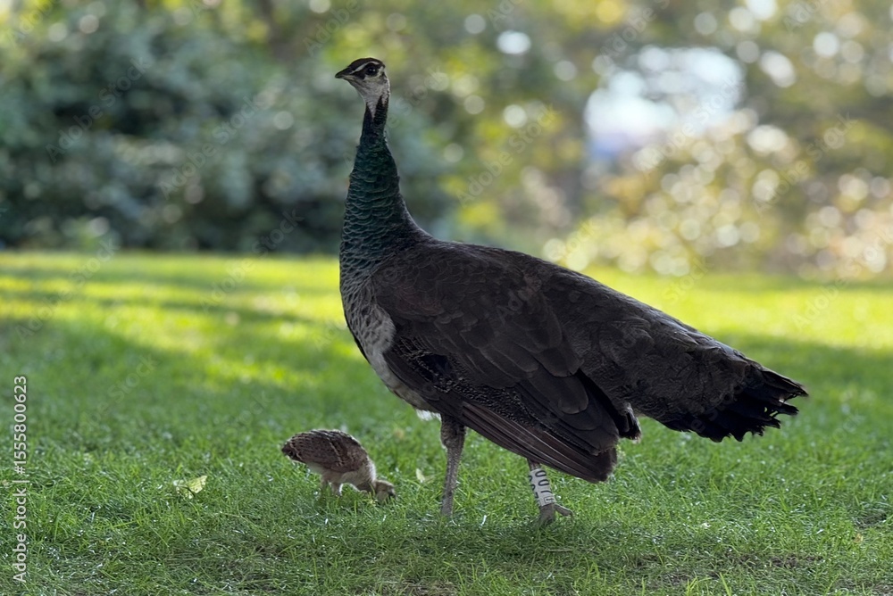 Fototapeta premium Indian peafowl (Pavo cristatus) female and baby