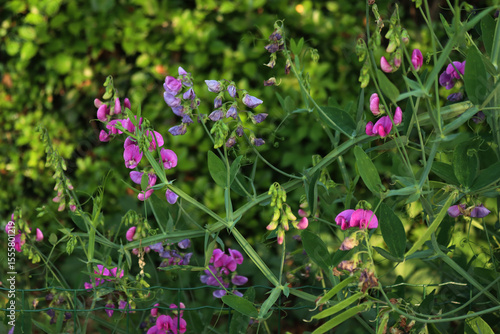 Wallpaper Mural Pink sweet pea flowers in the garden on summer. Lathyrus odoratus Torontodigital.ca