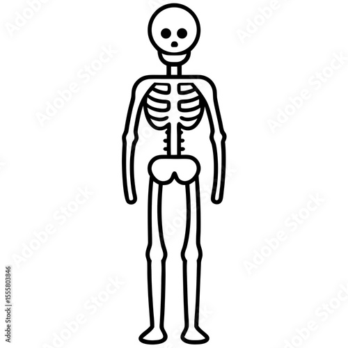 human  skeleton on white backgroud