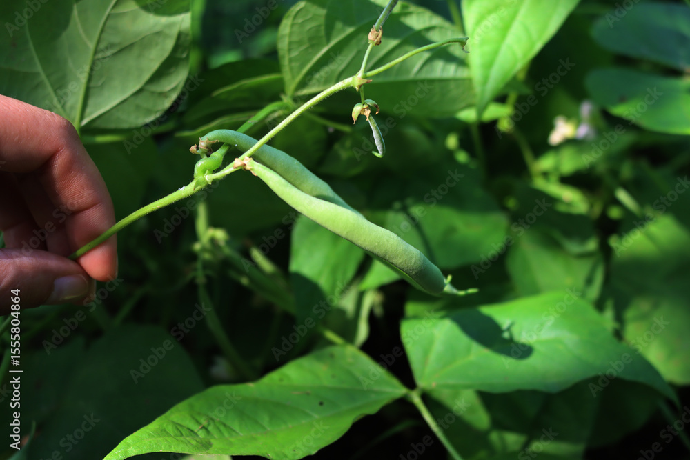Close-up of woman’s hand harvesting French bean pods on plants . French or green bean plant in the vegetable garden Close-up of woman’s hand harvesting French bean pods on plants . French or green bean plant in the vegetable garden