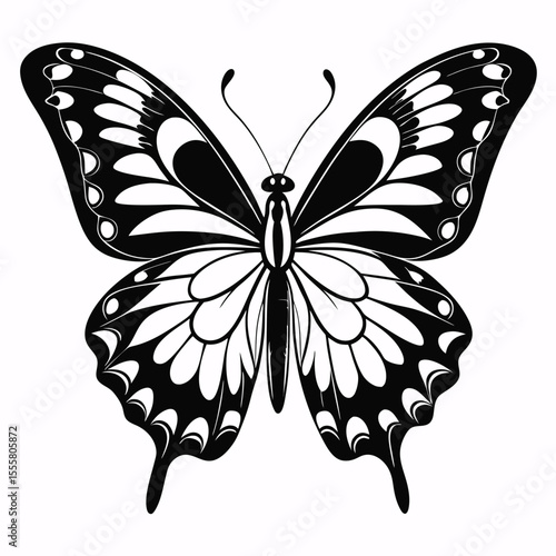 butterfly vector illustration