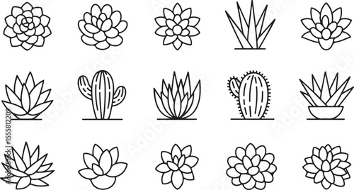 Collection of 15 detailed line art illustrations of succulents and cacti arranged in a 3x5 grid, featuring rosette-shaped succulents, prickly cacti, and potted plants, rendered in black outline style.