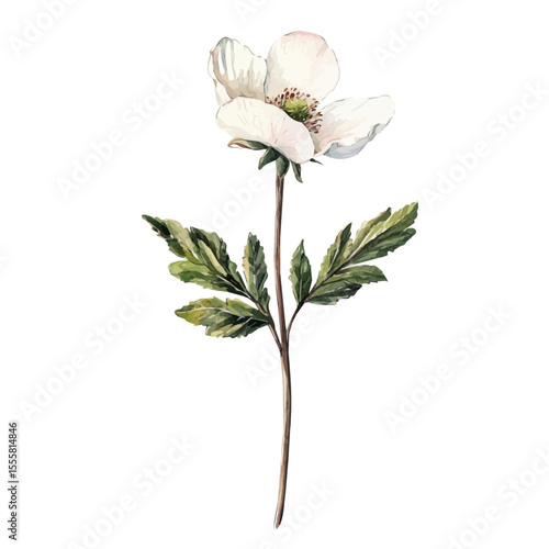 A Windflower Stem, watercolor vector, isolated on a white background.