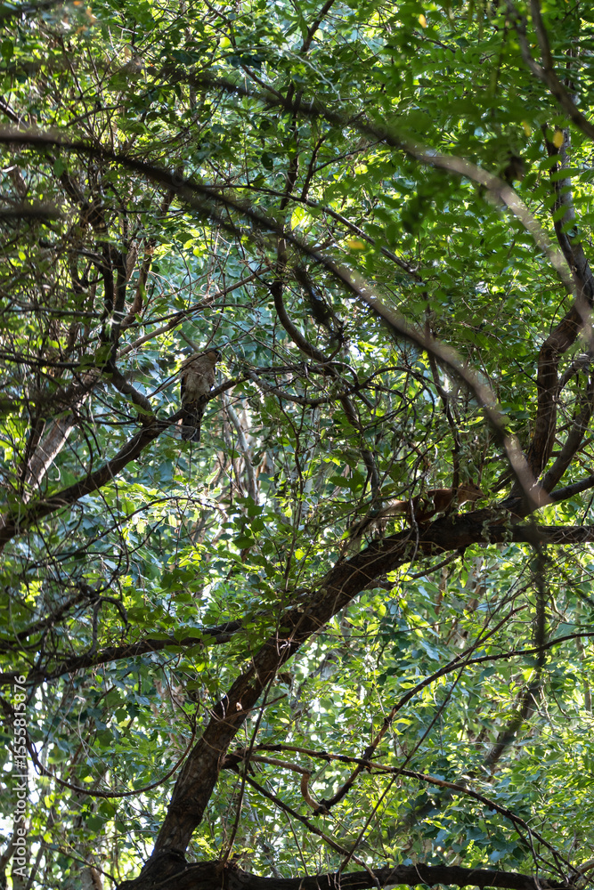 Fototapeta premium Vertical photo through dense thickets of trees - an adult sparrowhawk sits on a branch in the forest, and a frightened squirrel runs along the branch of another tree.