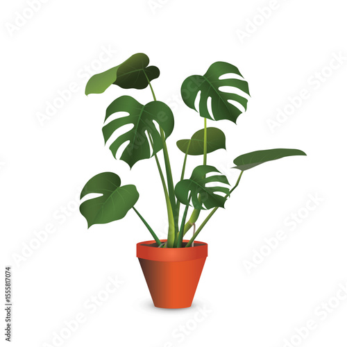 Monstera deliciosa - large exotic plant (tropical liana) in a plastic flower pot isolated on a white background close-up. Vector realistic image for room design project, plant store advertising banner