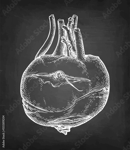 Kohlrabi chalk sketch