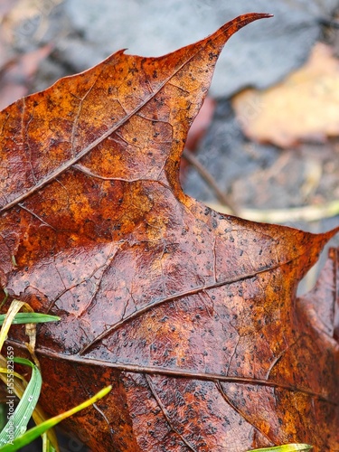 Macro of Autumn Leaf on Wet Ground