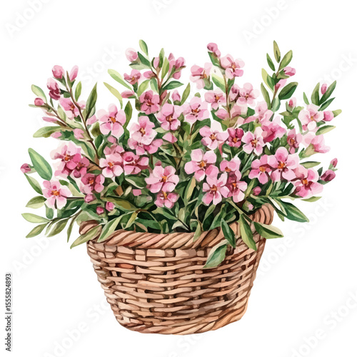 A Waxflower Flower Basket, watercolor clipart vector, isolated on a white background.