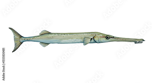Watercolor Garfish Illustration: Aquatic Life, Nature, Fish watercolor png, transparent isolated nackground