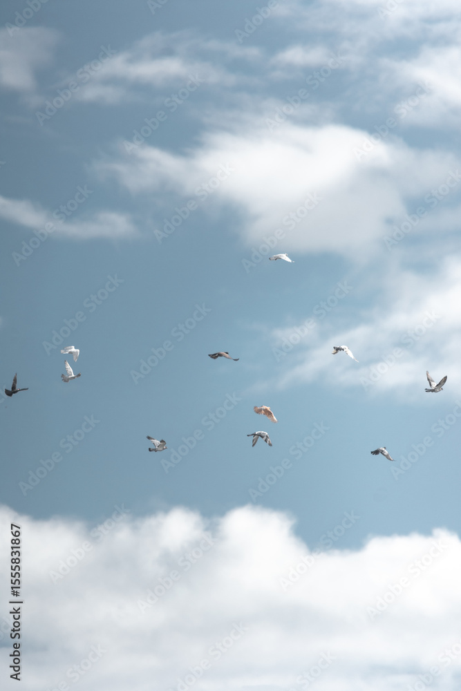 Fototapeta premium Pigeons in Flight – Freedom and Tranquility Above the Clouds