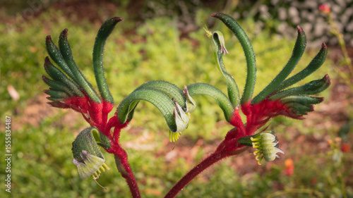 A close-up of two exotic and beautiful green / red flowers from an Australian plant commonly called a 'Kangaroo Paw'.