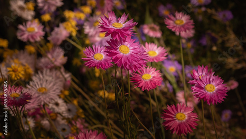 A close-up group of beautiful pink flowers from an Australian plant commonly called an 'Everlasting'.