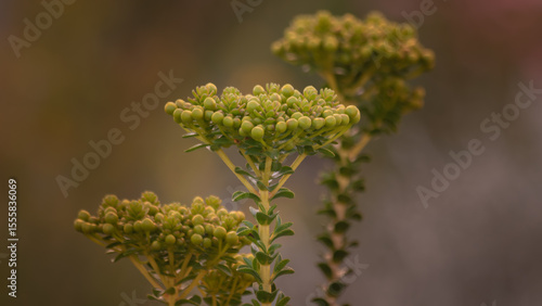 A close-up of an exotic and beautiful yellow flower with the blossom shaped like a wide, flat, platform.