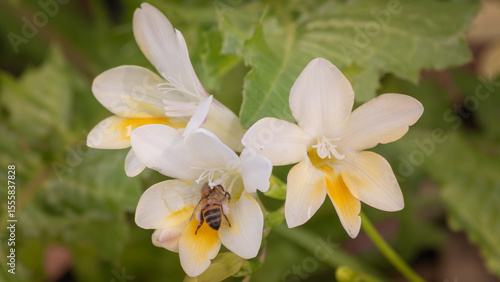 A close-up of a small group of beautiful Iris flowers with yellow and white  petals and a bee searching for nectar.
