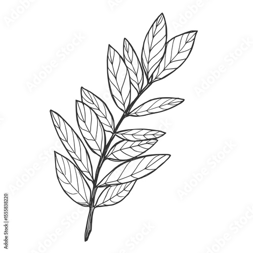 Vector graphic monochrome floristic base with leaves. Simple leaf sketch