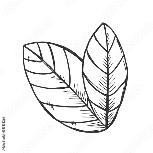 Vector graphic monochrome floristic base with leaves. Simple leaf sketch