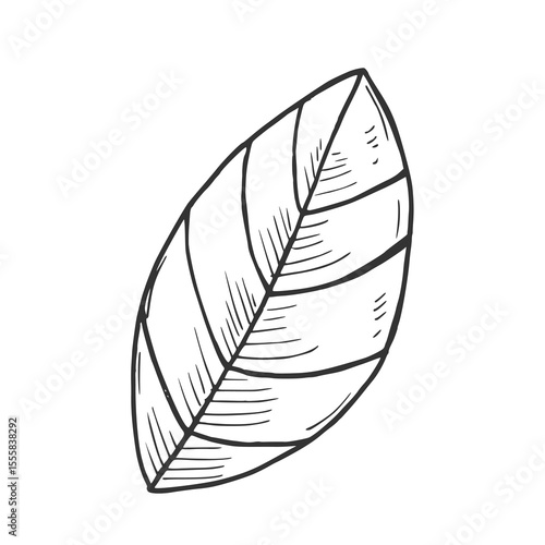 Vector graphic monochrome floristic base with leaves. Simple leaf sketch
