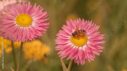 Another close-up of a beautiful pink flower from an Australian plant commonly called an 'Everlasting'.