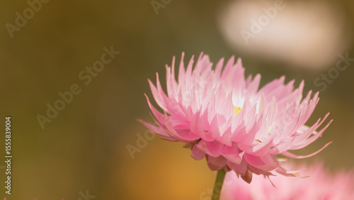 A close-up of a beautiful pink flower from an Australian plant commonly called an 'Everlasting'.