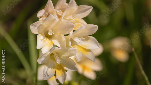 A close-up of beautiful Iris flowers with yellow and white  petals and naturally arranged in a tight group.