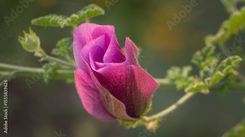 A close-up of an exotic and beautiful purple flower with delicate folded petals.