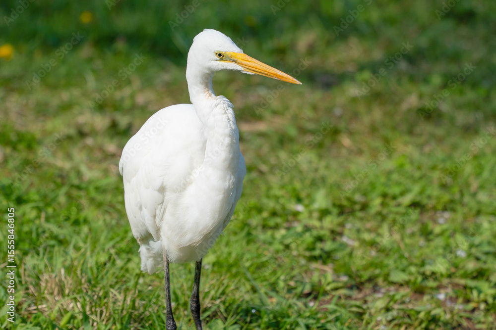 水元公園のダイサギ 水元公園のダイサギ