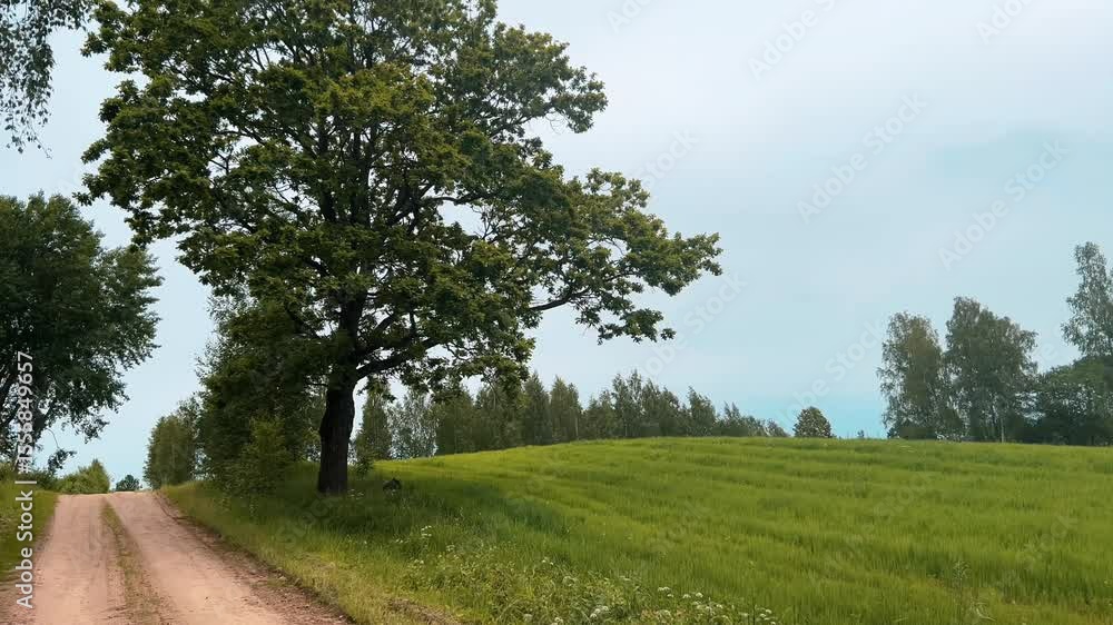 Peaceful dirt road winds its way through a vibrant green field, bordered by lush trees and a tranquil sky, creating a serene countryside scene. Peaceful dirt road winds its way through a vibrant green field, bordered by lush trees and a tranquil sky, creating a serene countryside scene.