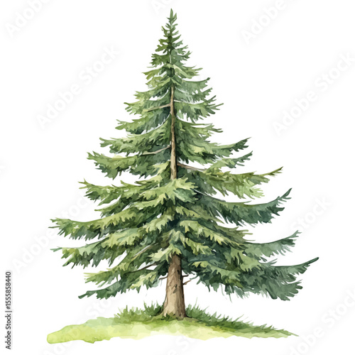 A Subalpine Fir Tree, watercolor illustration vector, isolated on a white background.